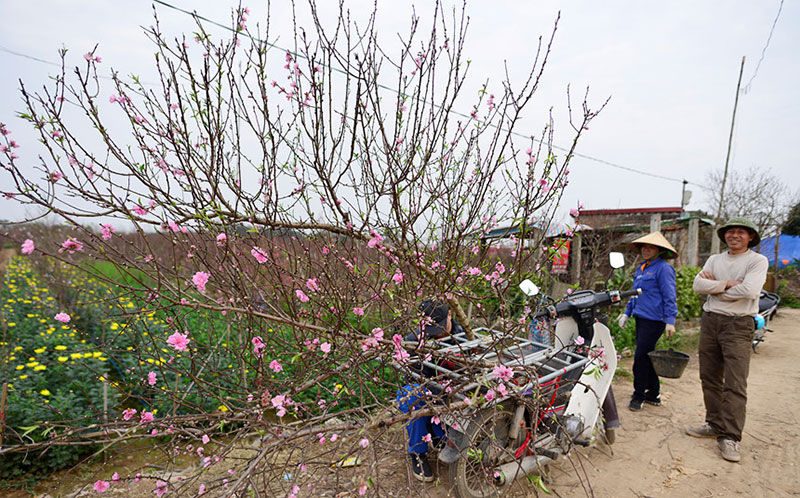 Trước Tết 10 ngày, đào Nhật Tân đã khoe sắc từ vườn về phố